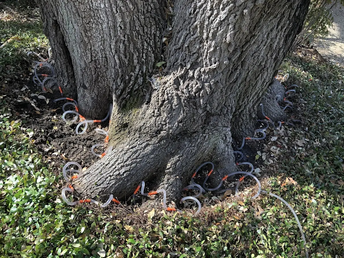 Detailed Tree Cabling and Bracing job site in Whatley